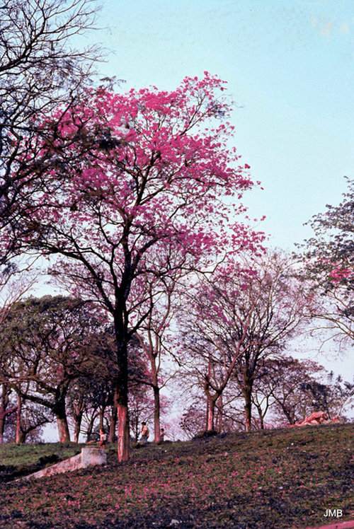 AÑO 1973 - COLOR - VIDA CAMPESINA EN PARAGUAY (JOSÉ MARÍA BLANCH)